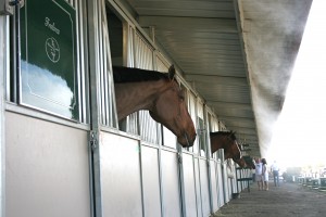 misting system cools horses
